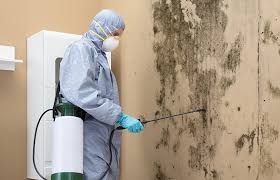 Best Commercial Mold Inspection  in Shackle Island, TN